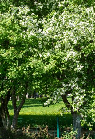 Apple Flowers, Apple blossom. in the sunshine over natural green background.  tree white blossoms in Spring.の写真素材
