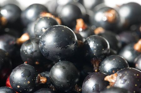 Black currant, blackcurrant, blackberry. vitamin C and polyphenol phytochemicals.  They are used to make jams, jellies and syrups and are grown commercially for the juice market.の写真素材