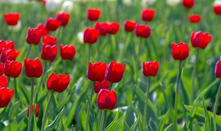Tulips Tulipa form a genus of spring-blooming perennial herbaceous bulbiferous geophytes having bulbs as storage organs. showy and brightly coloured, generally red, pink, yellow, or whiteの写真素材