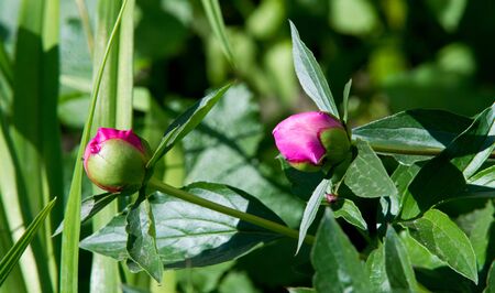 peonies a herbaceous or shrubby plant of north temperate regions, which has long been cultivated for its showy flowers.の写真素材