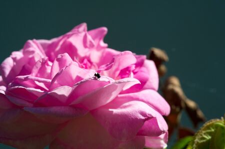 Rose winding pink is a perennial perennial plant of the genus Roseの写真素材