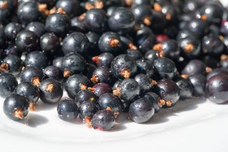 Black currant, blackcurrant, blackberry. vitamin C and polyphenol phytochemicals.  They are used to make jams, jellies and syrups and are grown commercially for the juice market.の写真素材