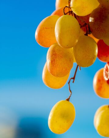 Grapes can be eaten fresh as table grapes or they can be used for making wine, jam, juice, jelly, grape seed extract, raisins, vinegar, and grape seed oil. Grapes are a non-climacteric type of fruitの写真素材