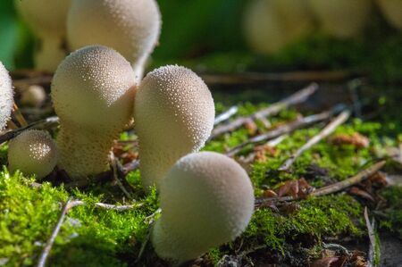 Autumn photography, Mushrooms Latin Fungi or Mycota is a realm of wildlife, uniting eukaryotic organisms that combine some of the signs of both plants and animals.の写真素材