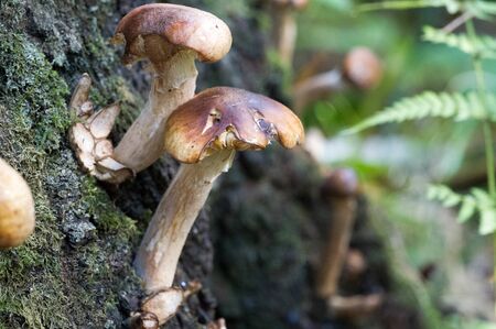 Autumn photography, Mushrooms Latin Fungi or Mycota is a realm of wildlife, uniting eukaryotic...