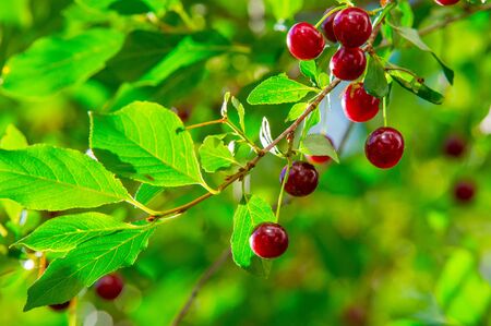 Cherry berry on the branches of a tree. a small, round stone fruit that is typically bright or dark...