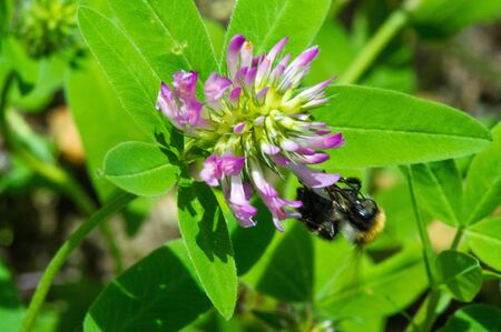 clover a herbaceous plant of the pea family that has dense, globular flower heads, and leaves that are typically three-lobed. It is an important and widely grown fodder and rotational crop.の写真素材