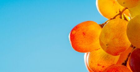 Grapes can be eaten fresh as table grapes or they can be used for making wine, jam, juice, jelly,...