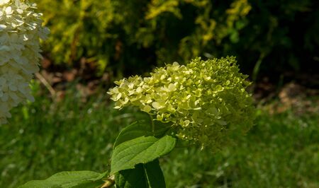 European cranberry-bush of Buldenezh of Viburnum opulus var sterile Boule de neige a shrub of the...