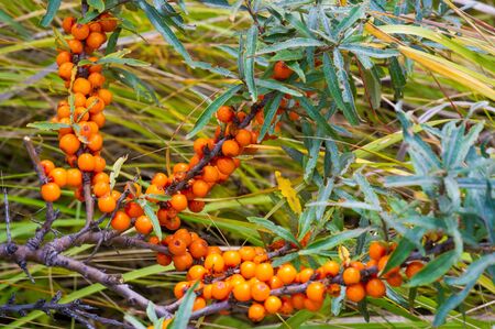 sea buckthorn. Different parts of sea buckthorn have been used as folk medicine, Berry oil, either...