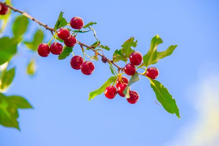Cherry berry on the branches of a tree. a small, round stone fruit that is typically bright or dark...