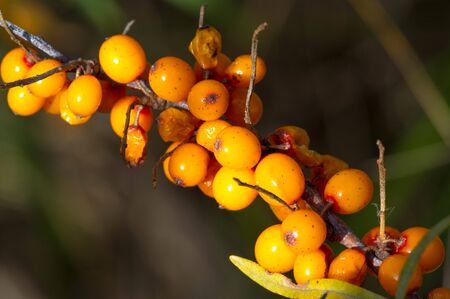 sea buckthorn. Different parts of sea buckthorn have been used as folk medicine, Berry oil, either taken orally as a dietary supplement or applied topically, is believed to be a skin softenerの写真素材