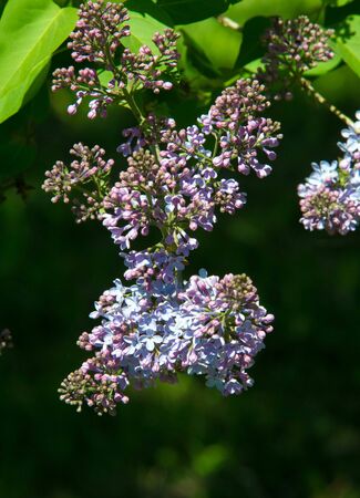 Syringa lilac species of flowering woody plants in the olive family native to woodland and scrub from southeastern Europe to eastern Asia and widely and commonly cultivated in temperate areas elsewherの写真素材
