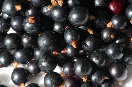 Black currant, blackcurrant, blackberry. vitamin C and polyphenol phytochemicals.  They are used to make jams, jellies and syrups and are grown commercially for the juice market.の写真素材