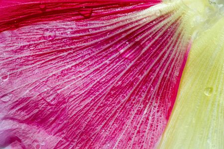 Malva is a genus in the Malvaceae family from which he is the genus of the genus, one of the most closely related genera in the family bearing the common English familial malva,の写真素材