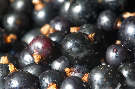 Black currant, blackcurrant, blackberry. vitamin C and polyphenol phytochemicals.  They are used to make jams, jellies and syrups and are grown commercially for the juice market.の写真素材