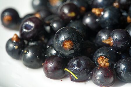 Black currant, blackcurrant, blackberry. vitamin C and polyphenol phytochemicals.  They are used to make jams, jellies and syrups and are grown commercially for the juice market.の写真素材