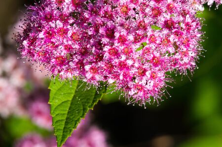 Spiraea japonica, Japanese meadow, Japanese spirea or Korean, is a plant in the family Rosaceae. Synonyms of the name of the species Spiraea bumaldaの写真素材