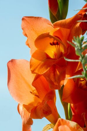Gladiolus from Latin the diminutive of gladiu a sword is a genus of perennial cormous flowering plants in the iris family Iridaceae sword lily but is usually called by its generic name plural gladioliの写真素材