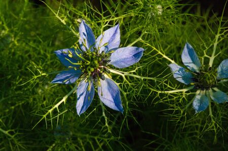 Nigella is a plant of the genus that includes love in the fog the devil in the bushes grown as ornamental plants the gardens Nigella damascena is grown in English gardens since the days of Elizabethの写真素材