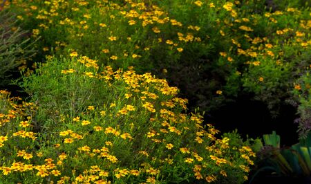 Marigold No annual is more cheerful or easier to grow than marigolds. These flowers are the spendthrifts among annuals, bringing a wealth of gold, copper, and brass into our summer and autumn gardensの写真素材