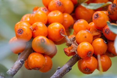 sea buckthorn. Different parts of sea buckthorn have been used as folk medicine, Berry oil, either taken orally as a dietary supplement or applied topically, is believed to be a skin softenerの写真素材