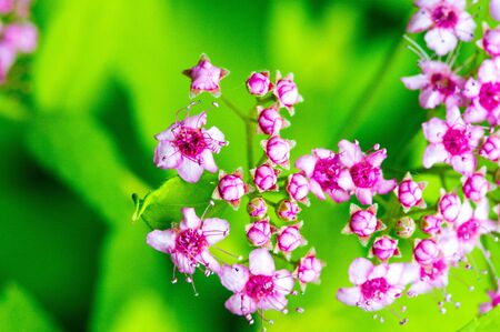 Spiraea japonica, Japanese meadow, Japanese spirea or Korean, is a plant in the family Rosaceae....