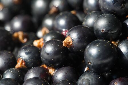 Black currant, blackcurrant, blackberry. vitamin C and polyphenol phytochemicals.  They are used to make jams, jellies and syrups and are grown commercially for the juice market.の写真素材