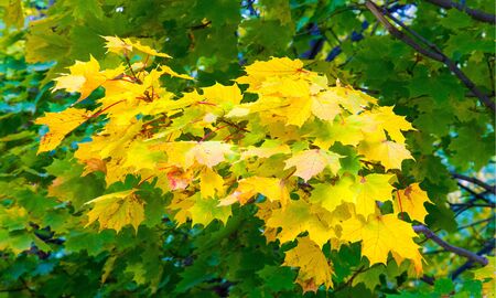 Autumn landscape of photography, Maple tree or shrub with lobed leaves, winged fruits, and colorful...