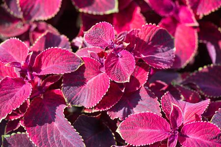 City photography, Flower beds in the city, Sunny day, good mood