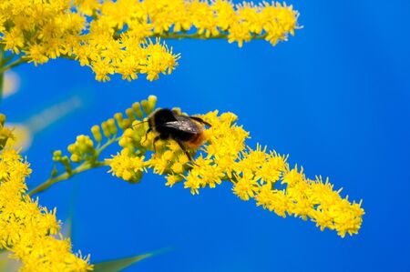 The Saltago flower, commonly called a golden tree, comes from North America, including people from Mexico to South America and Eurasia. bred bumble bee a large hairy bee with a loud hum,の写真素材