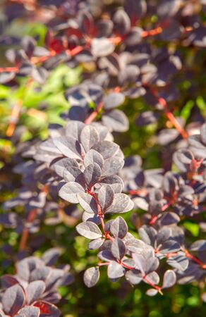 Berberis vulgaris,  European barberry or simply barberry, is a shrub in the genus Berberis. It produces edible buty acid acid berries. It is cultivated for its fruits in many countries.の写真素材