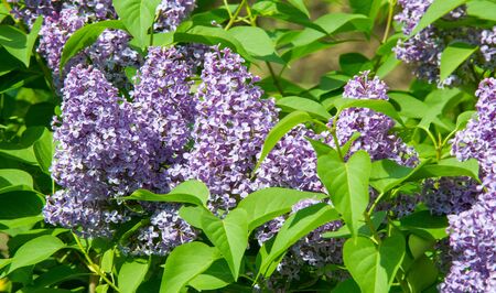 Syringa lilac species of flowering woody plants in the olive family native to woodland and scrub...