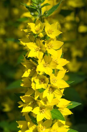 Lysimachia species often have yellow flowers, and grow vigorously. They tend to grow in damp conditions. Several species within Lysimachia are commonly called loosestrifeの写真素材
