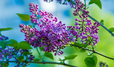 Syringa lilac species of flowering woody plants in the olive family native to woodland and scrub from southeastern Europe to eastern Asia and widely and commonly cultivated in temperate areas elsewherの写真素材