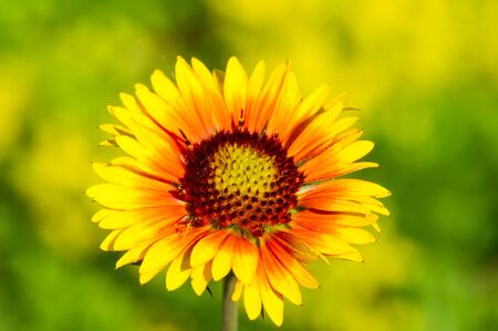 Echinacea angustifolia was widely used by Indians from North America because its intended therapeutic properties were used to prevent colds by native Native Americans who lived in South Dakota areaの写真素材