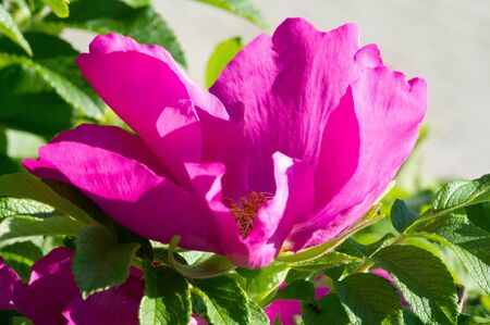 roses flowers. A plant with beautiful large fragrant flowers and a stalk, usually covered with spines. a prickly bush or shrub that usually carries red, pink, yellow or white fragrant flowersの写真素材