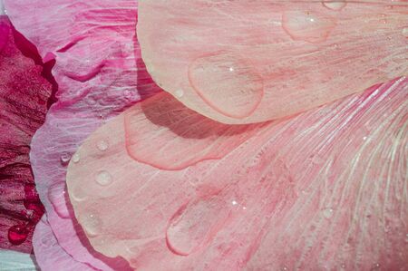 Malva is a genus in the Malvaceae family from which he is the genus of the genus, one of the most closely related genera in the family bearing the common English familial malva,の写真素材