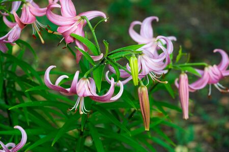 Lilies Lilium Lily - Flowers are large, often fragrant, and are presented in a wide range of colors, including white, yellow, oranges, pink, red and purple. Marking includes spots and brush strokes.の写真素材