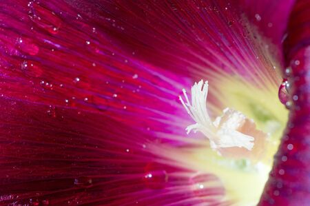 Malva is a genus in the Malvaceae family from which he is the genus of the genus, one of the most...