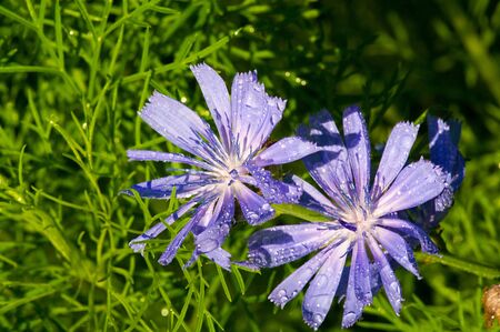 Blue cornflower Its popularity in the United States, Canada, Britain and Australia was so high that it became a symbol of Corning Glass Works.の写真素材