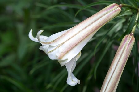 Lilies Lilium Lily - Flowers are large, often fragrant, and are presented in a wide range of colors, including white, yellow, oranges, pink, red and purple. Marking includes spots and brush strokes.の写真素材