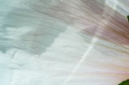 Malva is a genus in the Malvaceae family from which he is the genus of the genus, one of the most closely related genera in the family bearing the common English familial malva,の写真素材