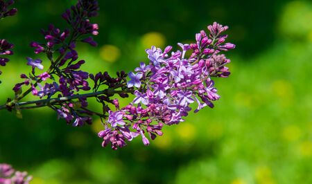 Syringa lilac species of flowering woody plants in the olive family native to woodland and scrub from southeastern Europe to eastern Asia and widely and commonly cultivated in temperate areas elsewherの写真素材