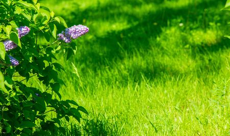 Syringa lilac species of flowering woody plants in the olive family native to woodland and scrub from southeastern Europe to eastern Asia and widely and commonly cultivated in temperate areas elsewherの写真素材