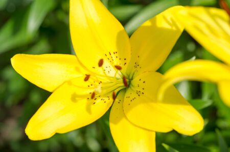 Lilies Lilium Lily - Flowers are large, often fragrant, and are presented in a wide range of colors, including white, yellow, oranges, pink, red and purple. Marking includes spots and brush strokes.の写真素材