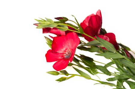 Coreopsis calliopsis and tickseed. Native North American coreopsis can be found in two habitats In the wild they can be found growing along roadsidesの写真素材