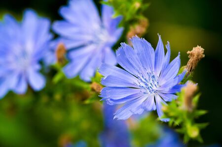 Blue cornflower Its popularity in the United States, Canada, Britain and Australia was so high that...