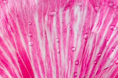 Malva is a genus in the Malvaceae family from which he is the genus of the genus, one of the most closely related genera in the family bearing the common English familial malva,の写真素材