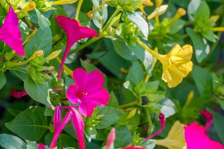 Mirabilis jalapa, the miracle of Peru or a four-hour flower, is the most common ornamental species of the Mirabilis plant and is available in various colors. Mirabilis jalapa cultivated the Aztecsの写真素材